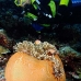 anemonefish_pink_lk_v_0705_png1186.jpg
